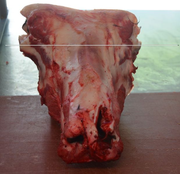 1. Skull shortening caudal, marked in the rear sinus area: right in front of the eye